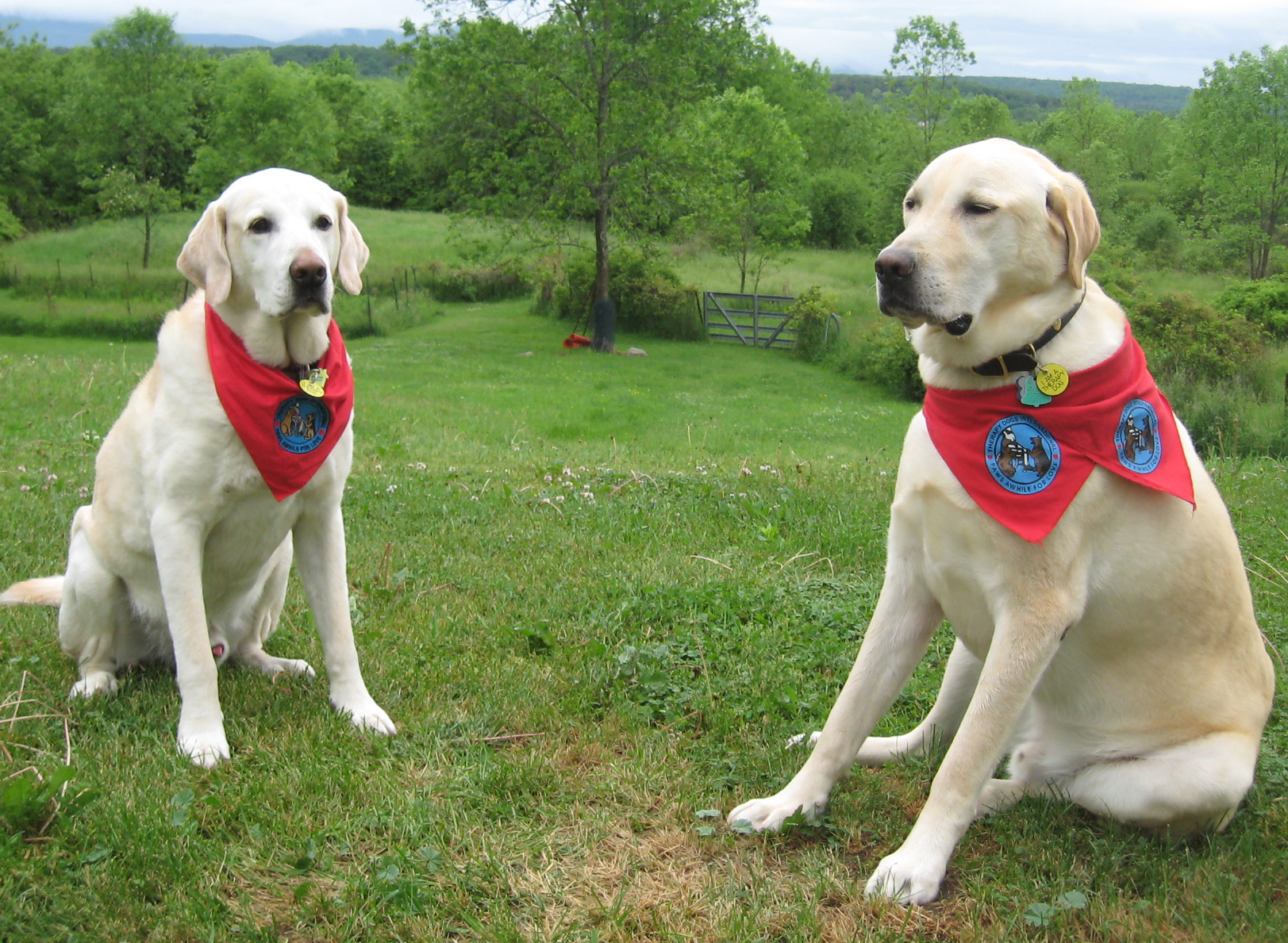 Two beautiful Labrador Retrievers