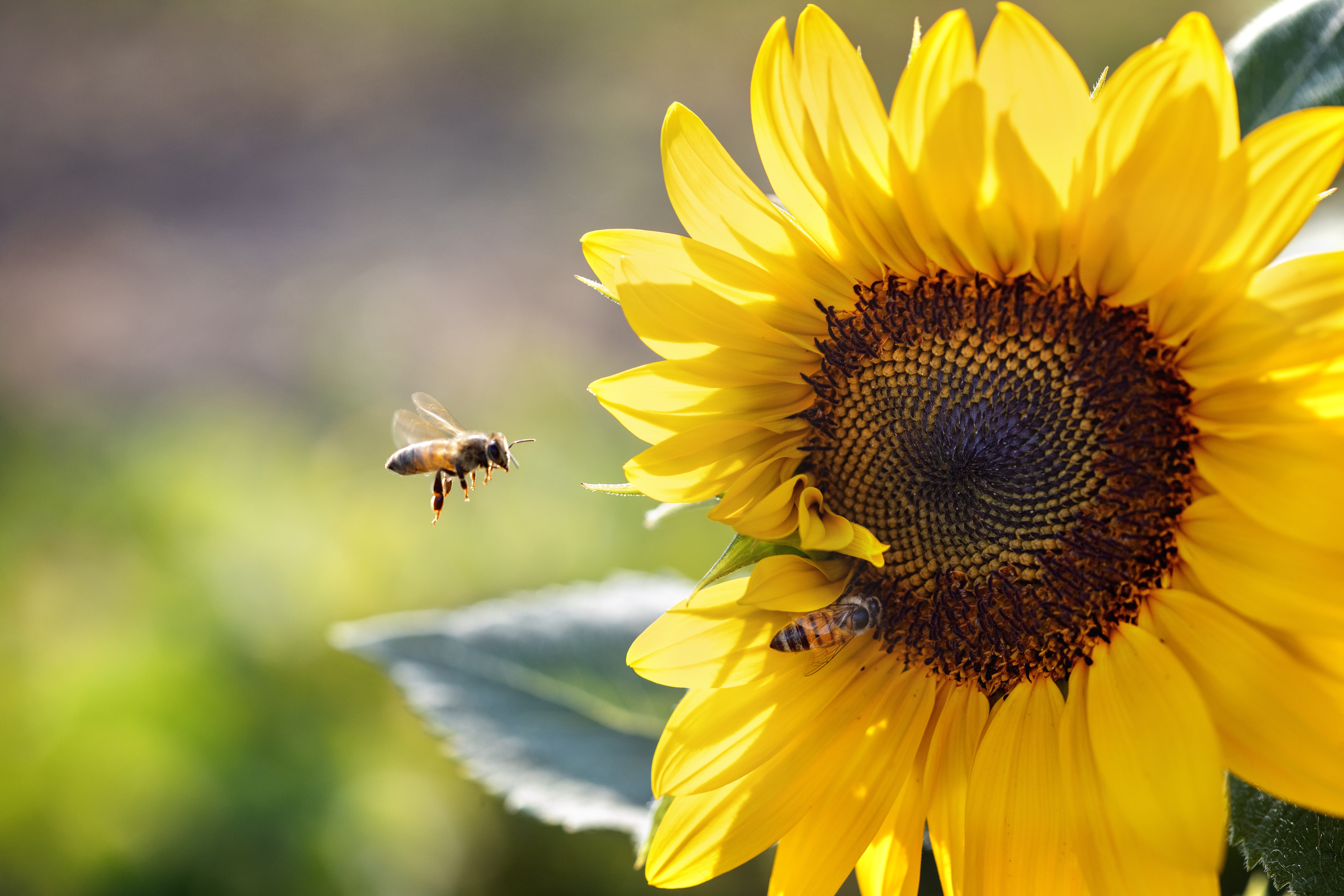 Bee by sunflower