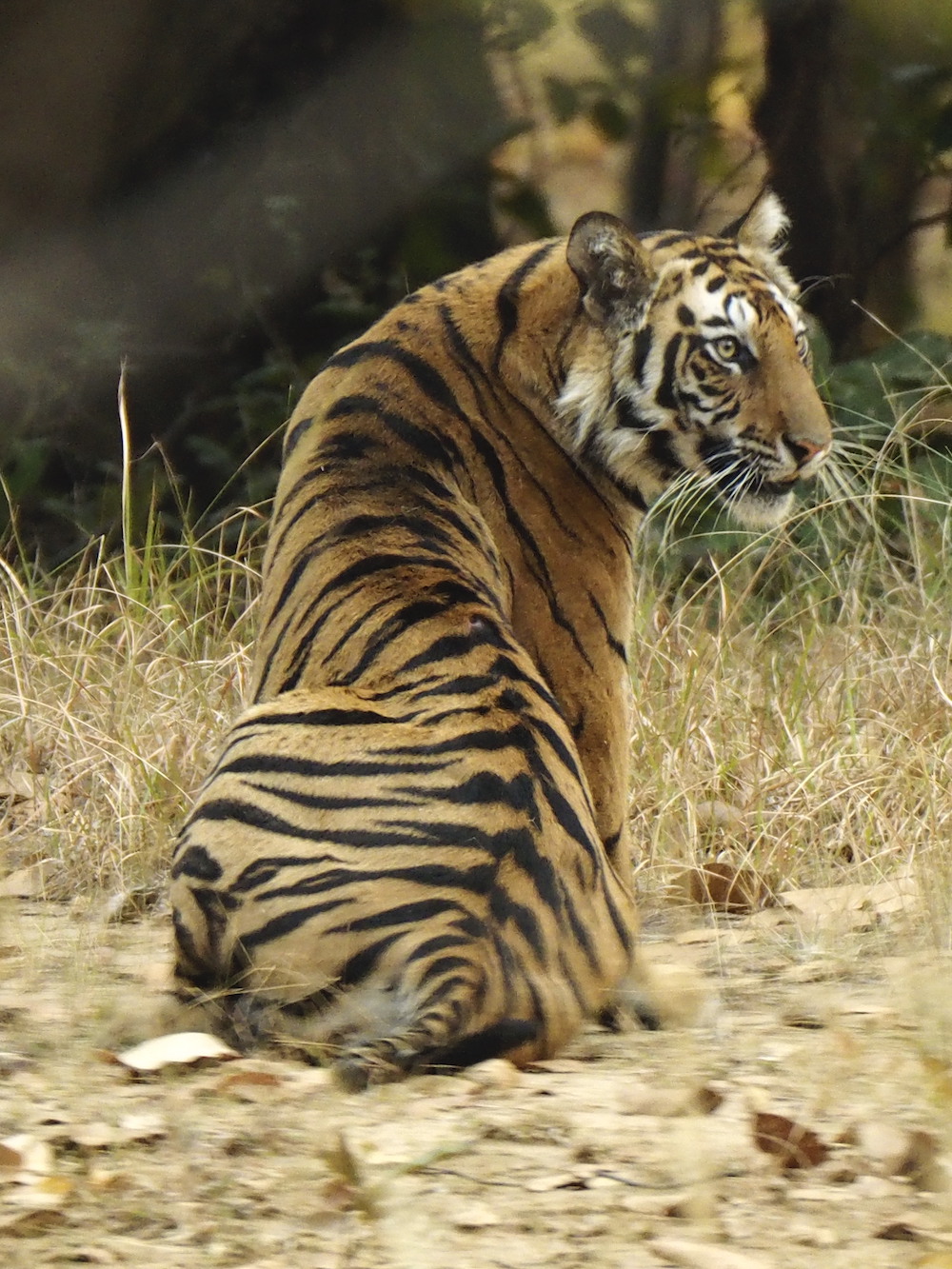 Photo by Jessica Bodgener of the back of a seated Bengal tiger