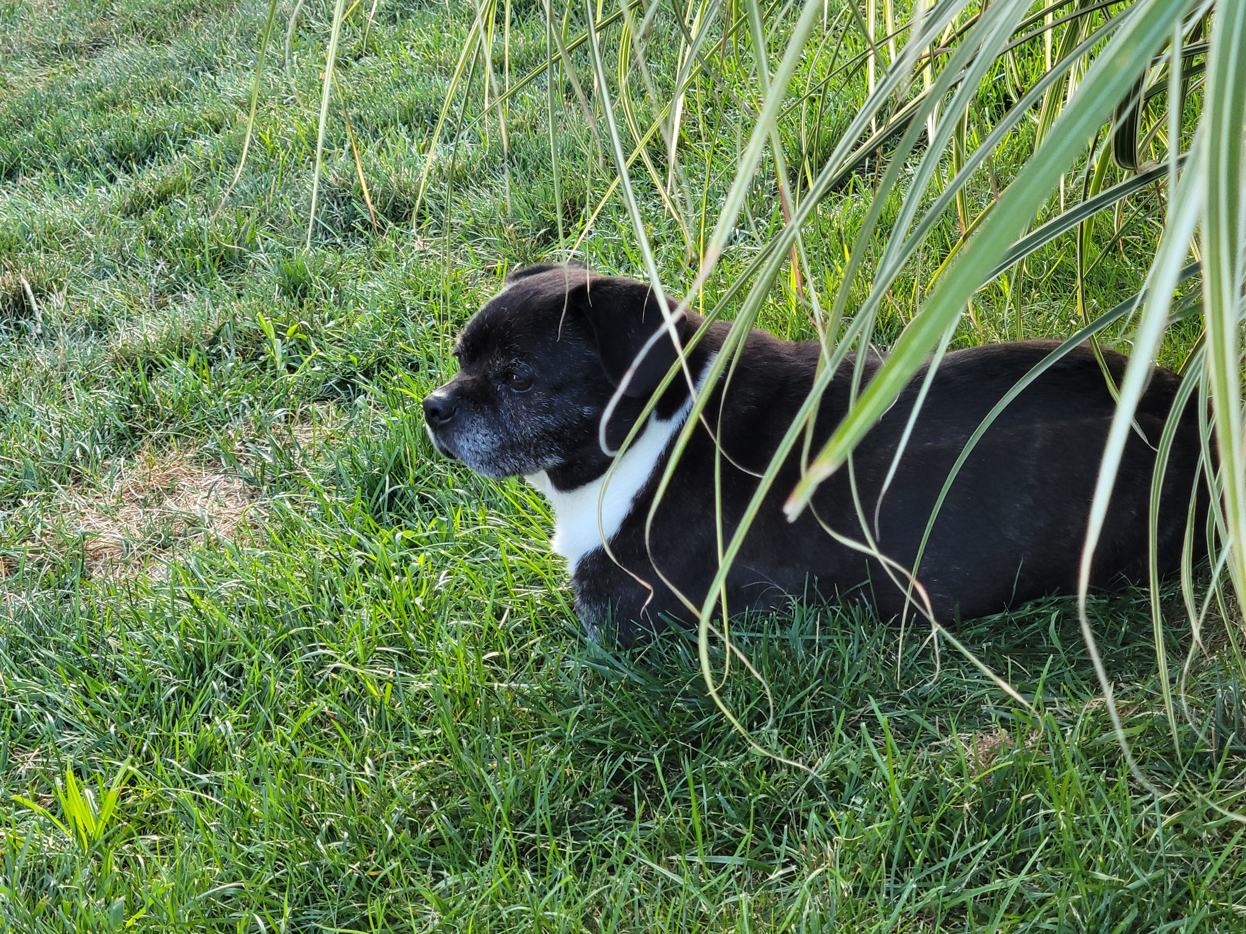 A small black mixed breed dog