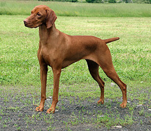 Vizsla 5