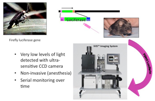 LV200, Bioluminescence Imaging System