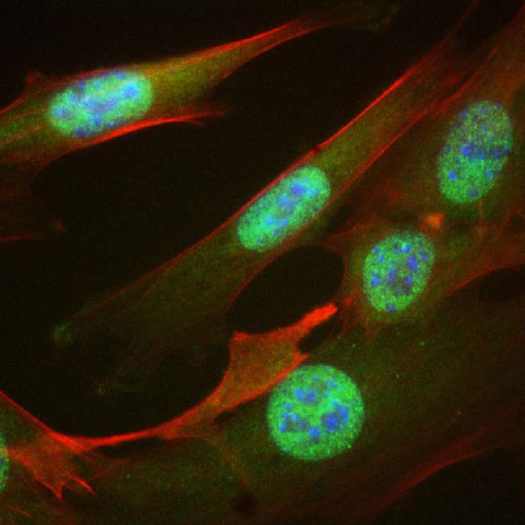 cell signaling