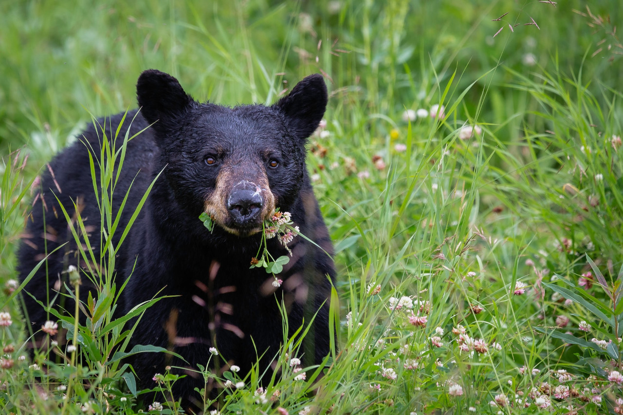 American Black Bear