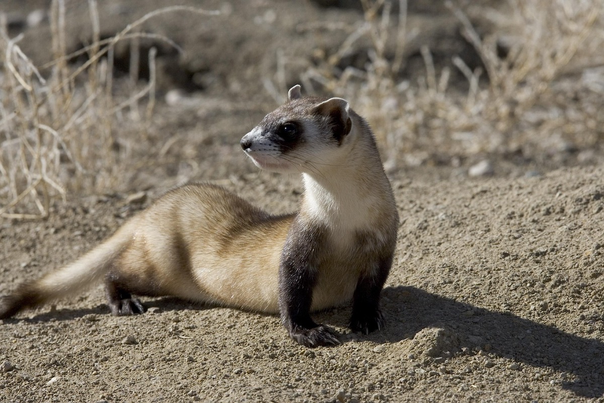 Stock image of black-footed ferret pausing on a rocky terrain