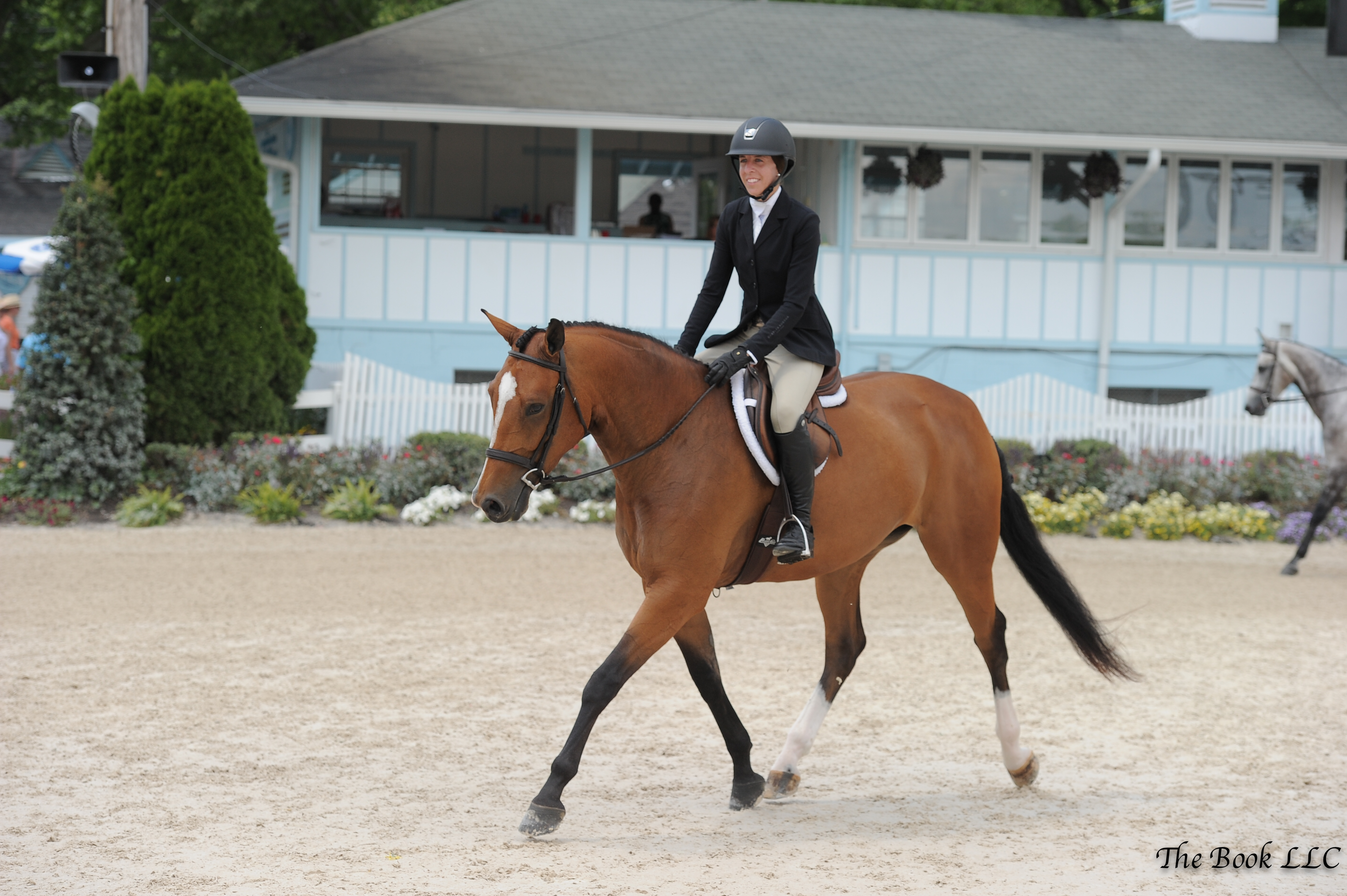 Horse being shown by a rider