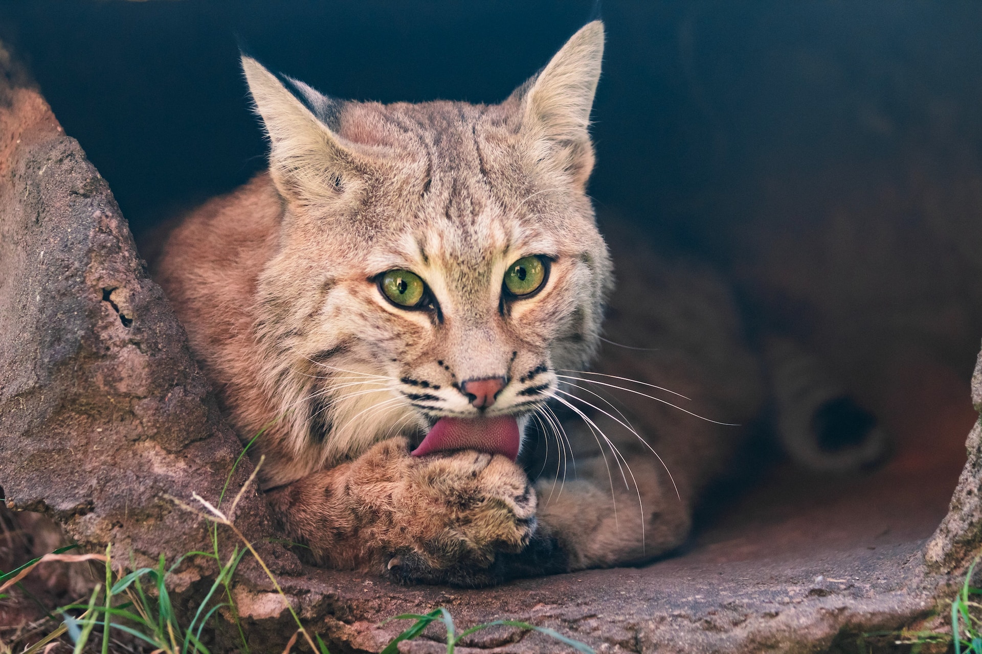 Bobcat