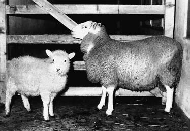 Border Disease Virus in Sheep