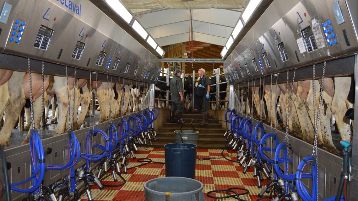 cows in a pen
