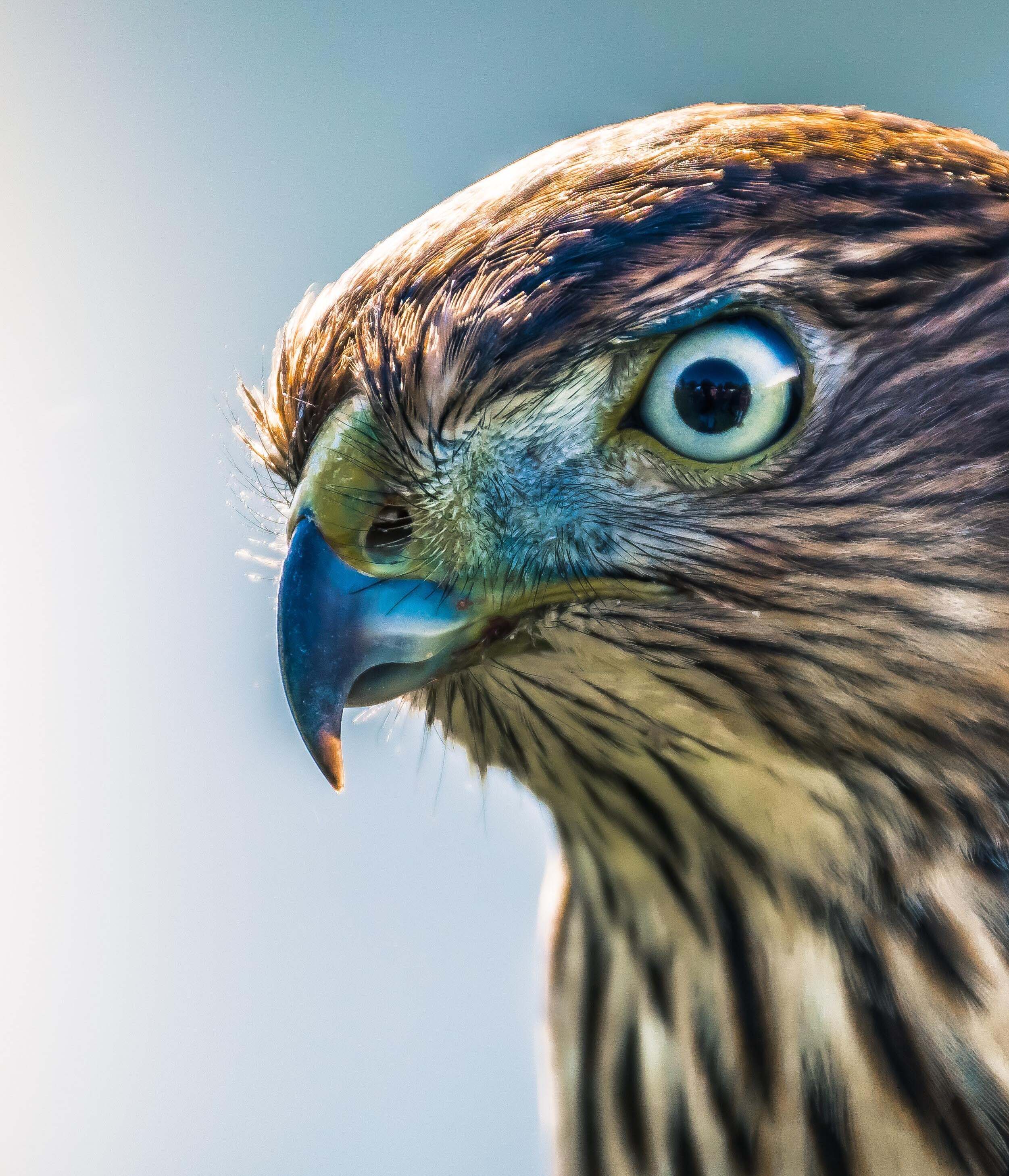 Close-up of a Brown Hawk