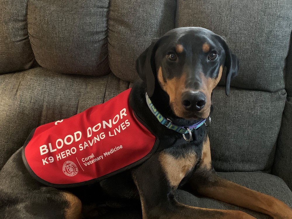 A small brown dog sitting on a couch wearing a blood donor vest