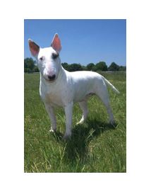 Bull Terrier