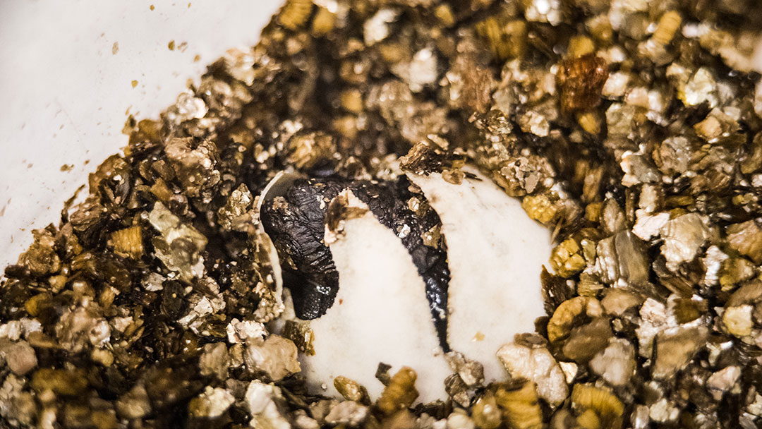 A baby snapping turtle emerging from its egg