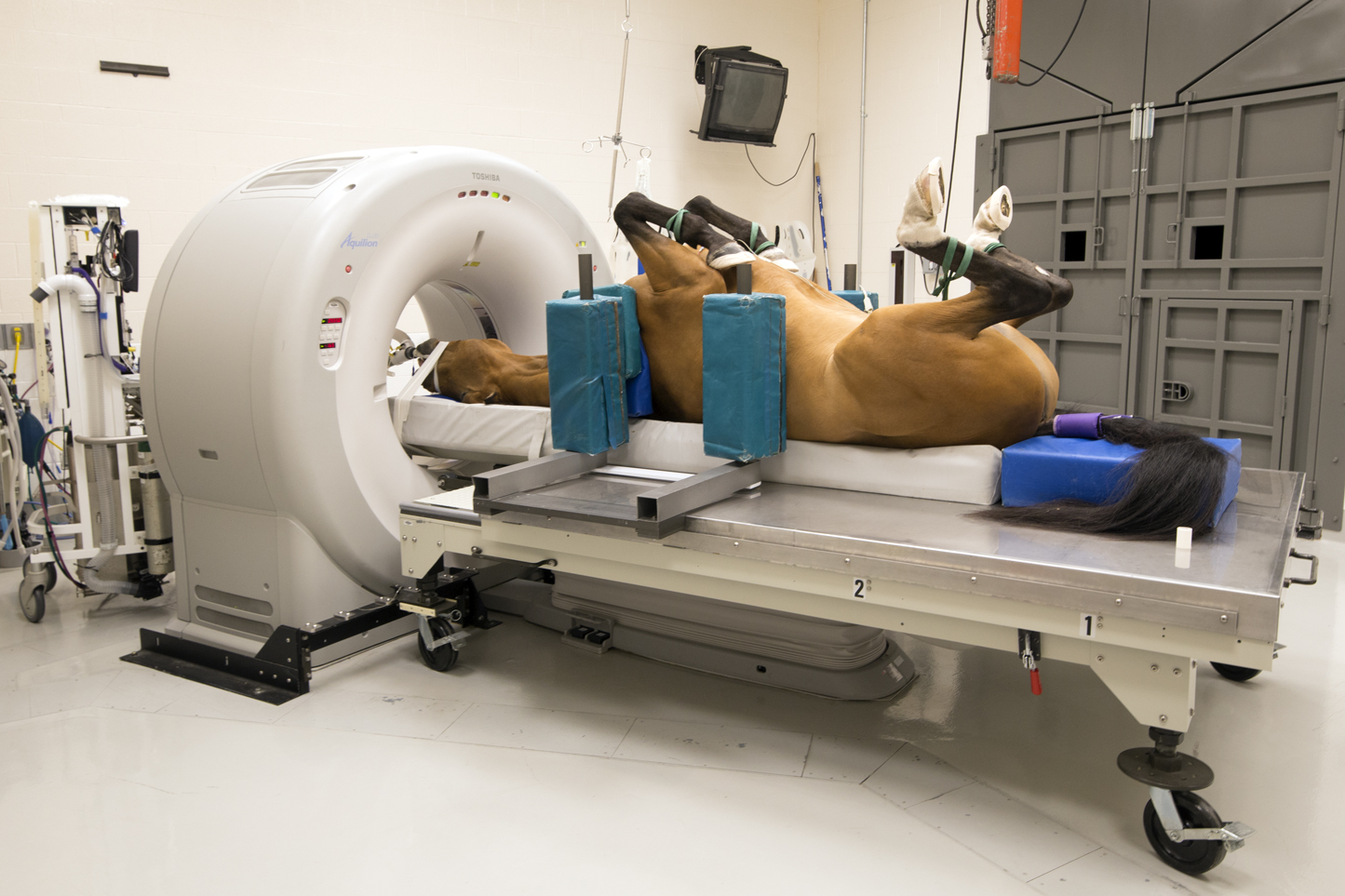 Decorative image of a horse undergoing a CT study
