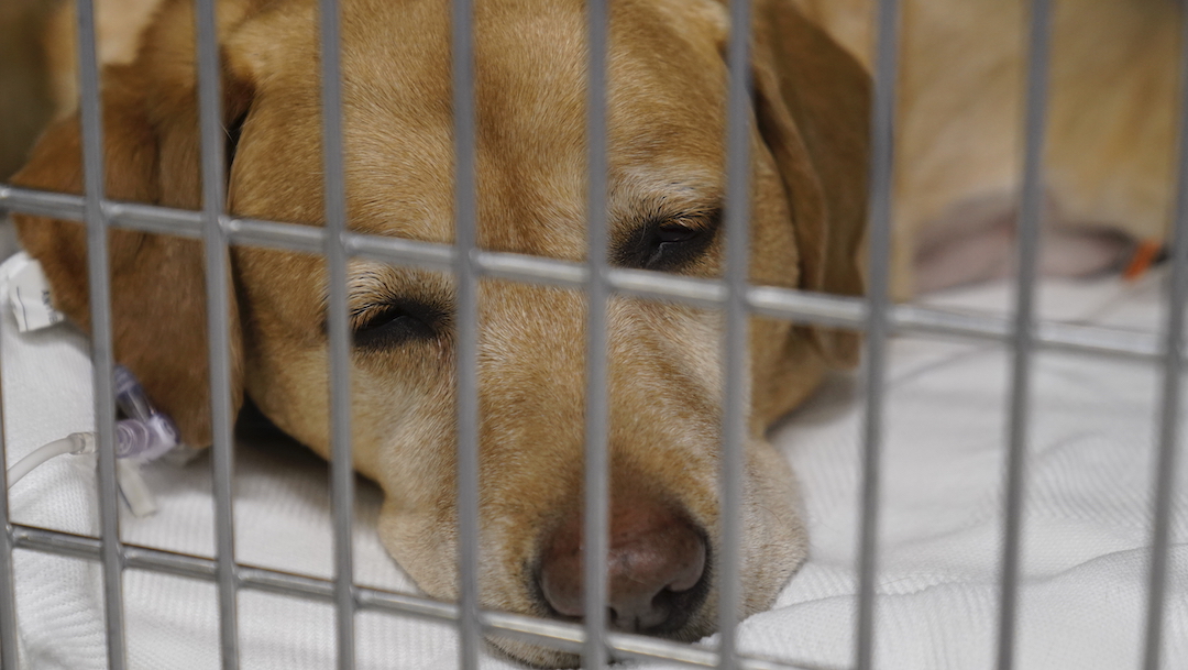 A Labrador retriever sleeping in an enclosure at Cornell