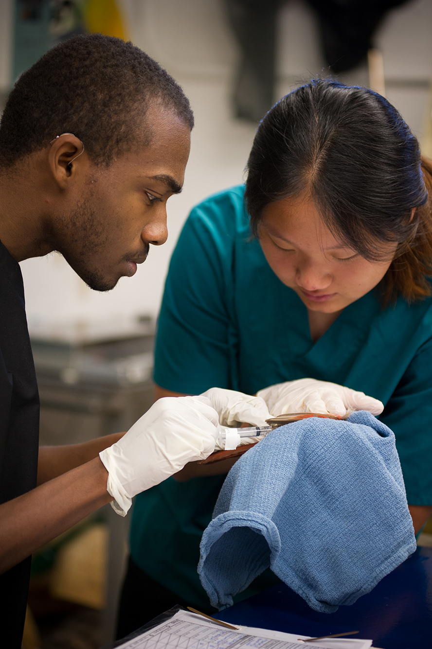 Two LVT students treat a patient