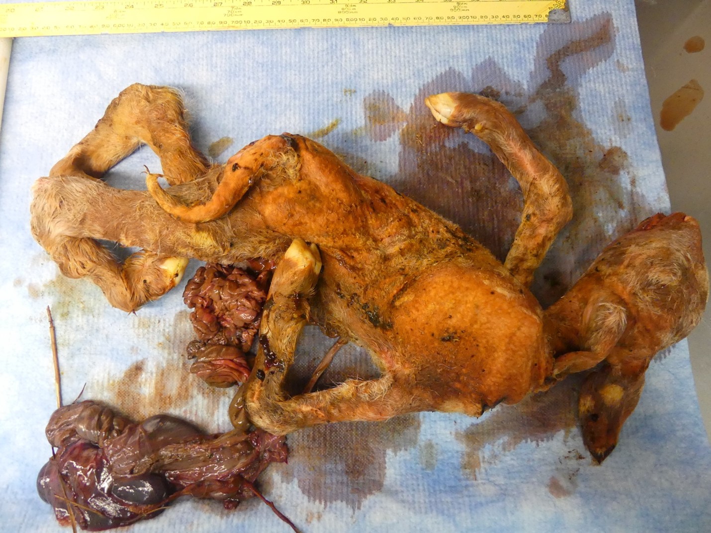 Image of aborted ovine fetus, displaying fetal deformities from CVF, including arthrogryposis, and scoliosis.