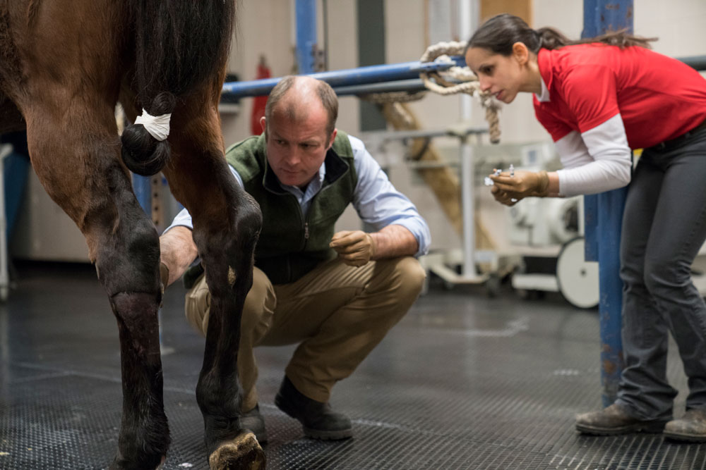 Dr. Jonathan Cheetham examining a horse's leg
