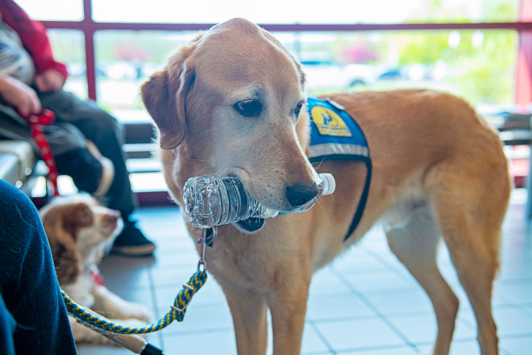 A Labrador retriever mix holding a water bottle in his mouth