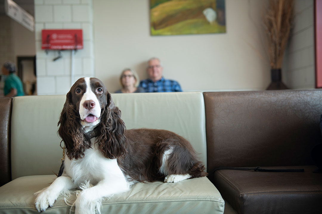 An English springer spaniel mix sitting in the CUHA waiting room
