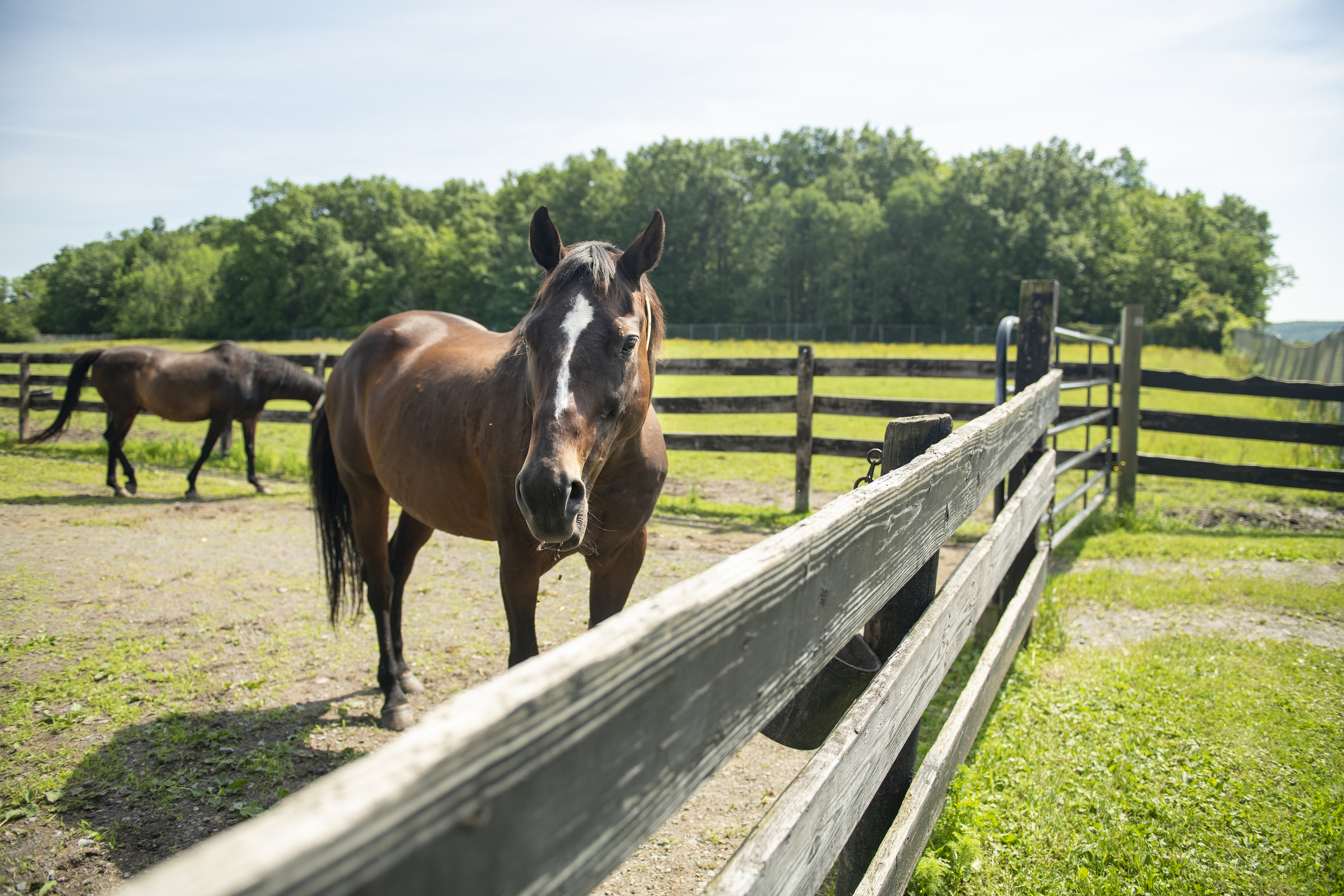 Horses in a paddock