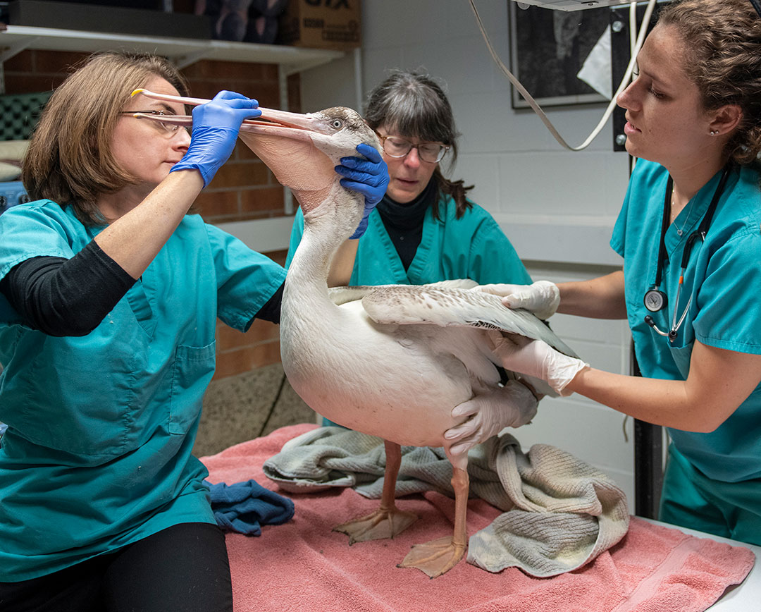 An American white pelican stands on an examination table as clinicians assess its condition