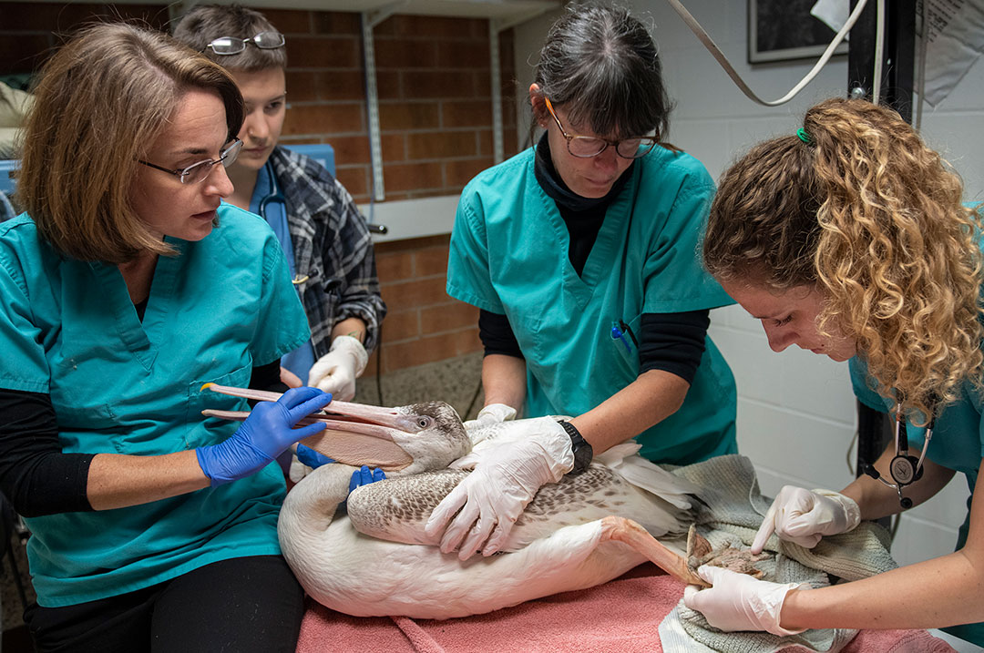 Clinicians examine a pelican's feet