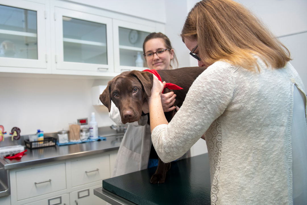 A young Labrador on an exam table at Cornell looks at the camera