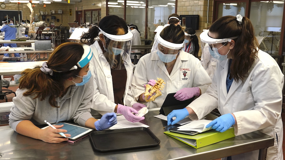 Students in masks, face shields and gloves examine a specimen during an anatomy lab