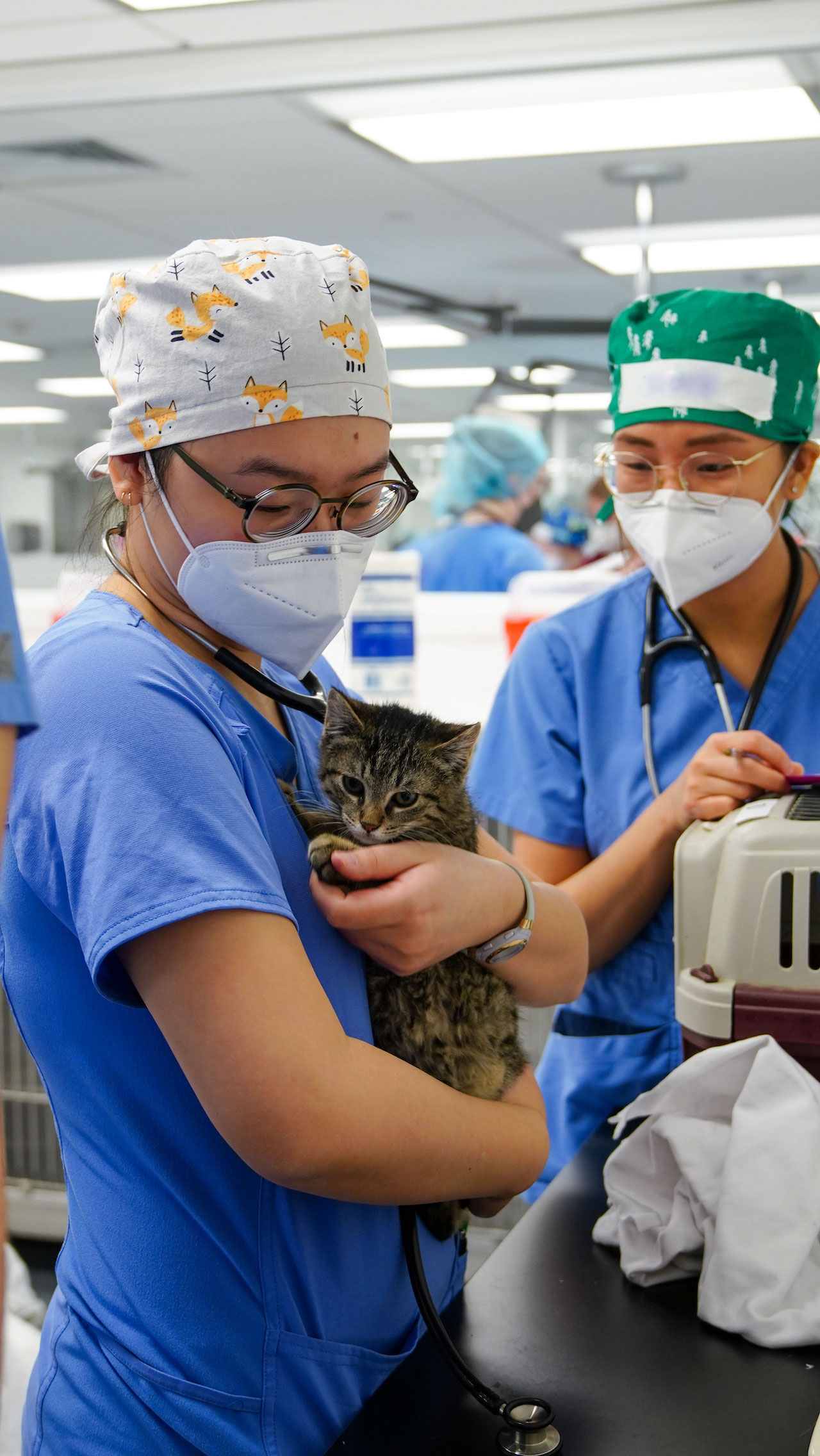 Two veterinary students look after a feline patient