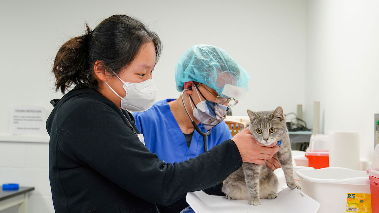 Two veterinary students examining a feline patient