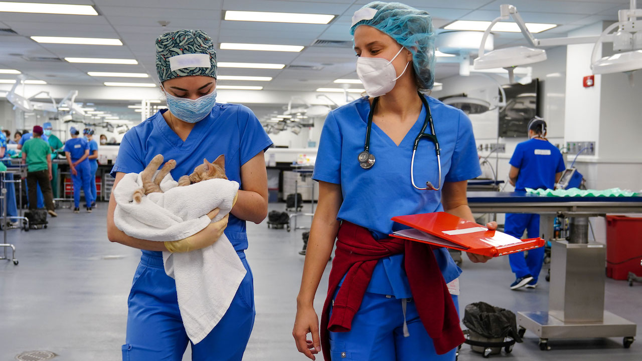 Two veterinary students at a spay event, one carrying a feline patient