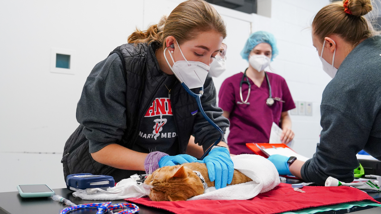 A student examines a cat during World Spay Day