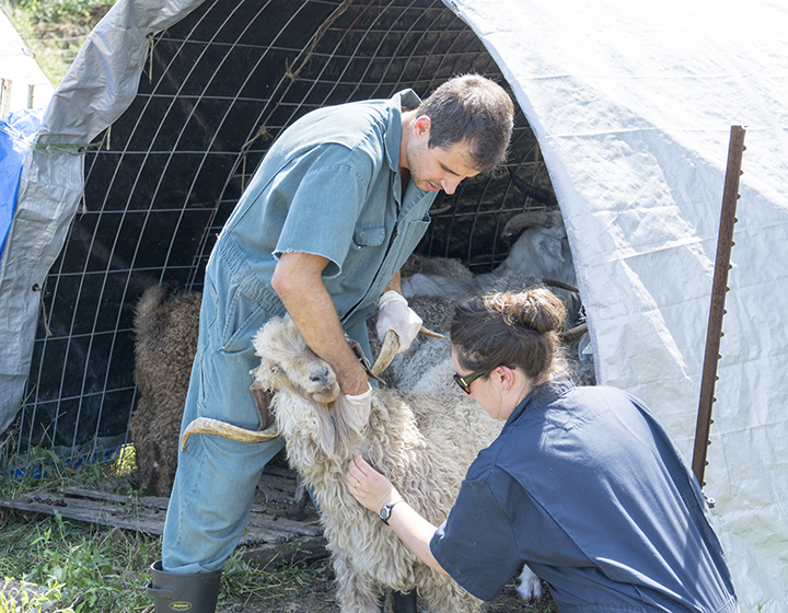 two veterinarians treating a ram