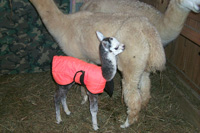 Cria in coat