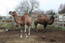 Dromedary & bactrian