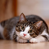 Tabby cat resting its head on paws, looking at camera