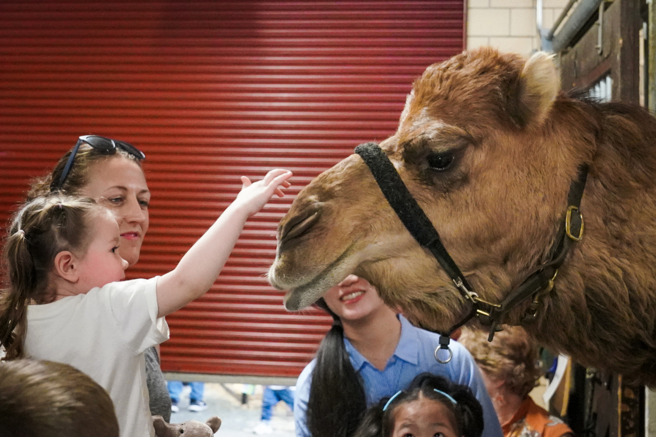 visitors petting a camel during open house