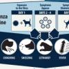 Canine Influenza Found in Florida