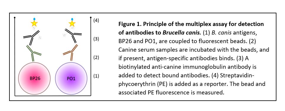 Canine Brucella Multiplex Assay