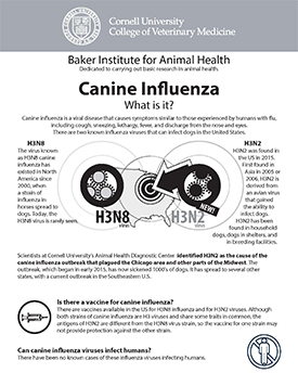 Canine influenza fact sheet