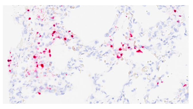 Canine Herpesvirus