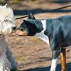 H3N2 influenza: how to protect your dog