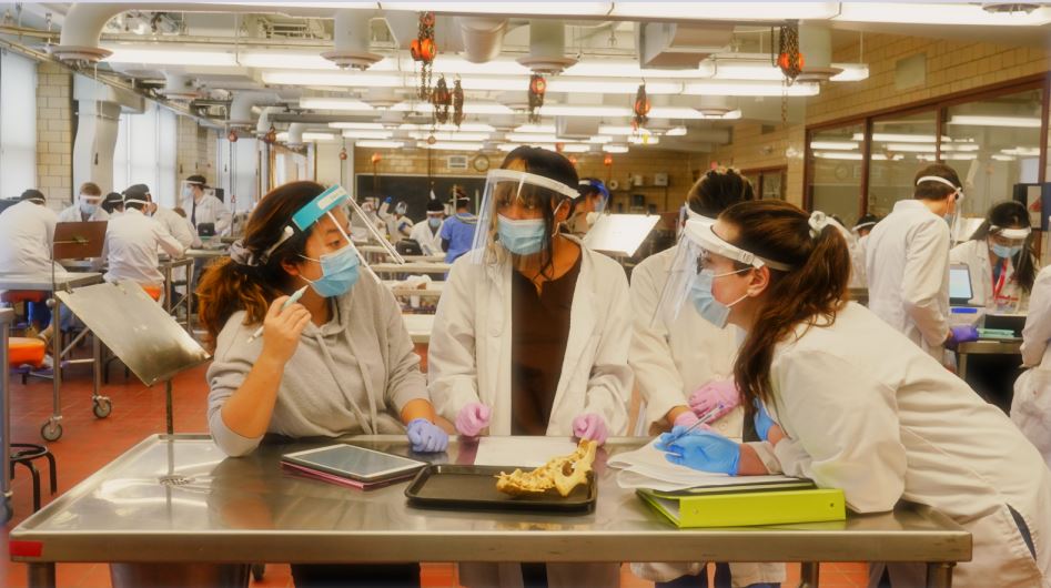 students in a neuroanatomy lab