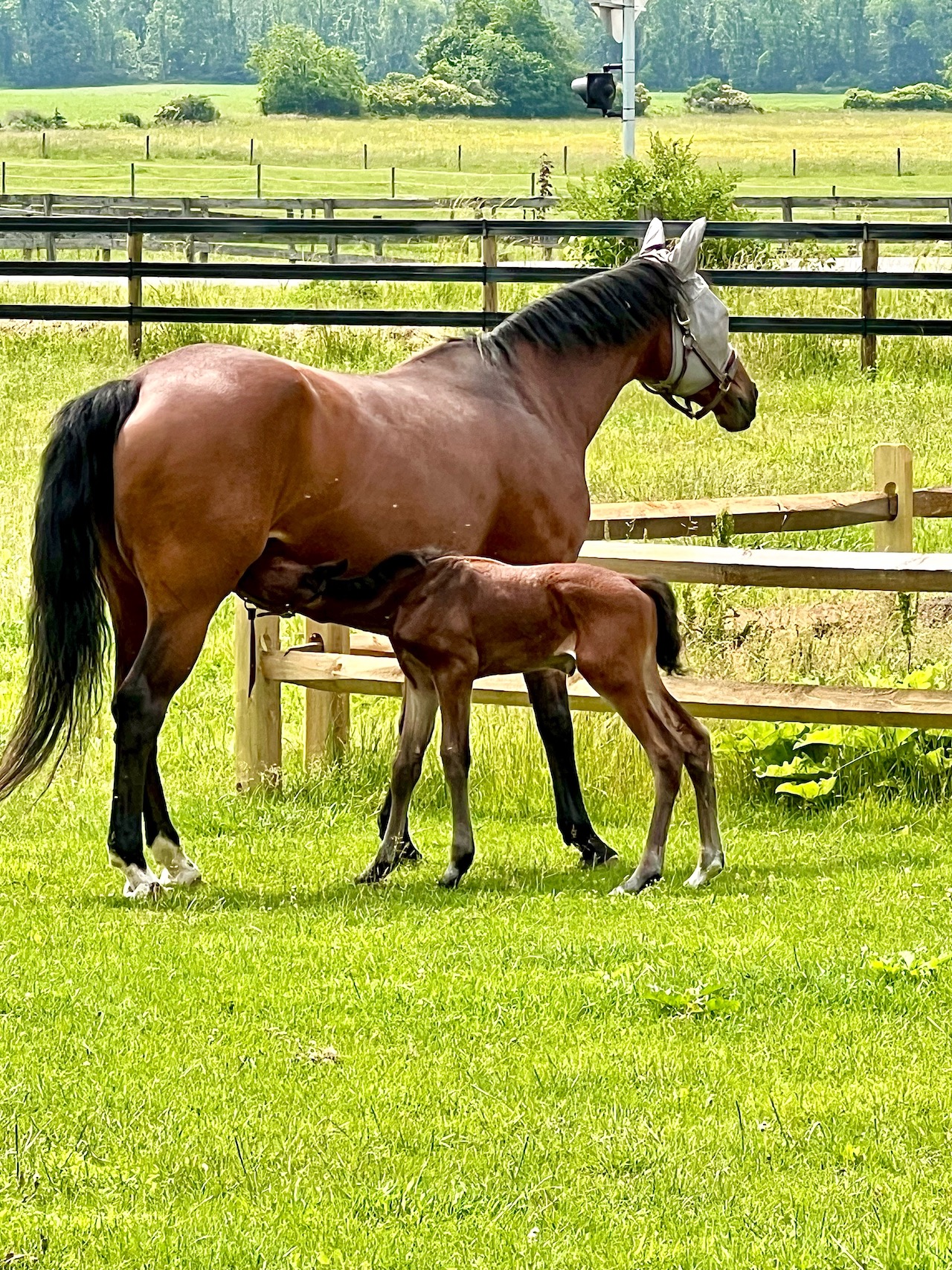 A mare and foal in a green pasture by a fence