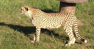 Profile photo of cheetah