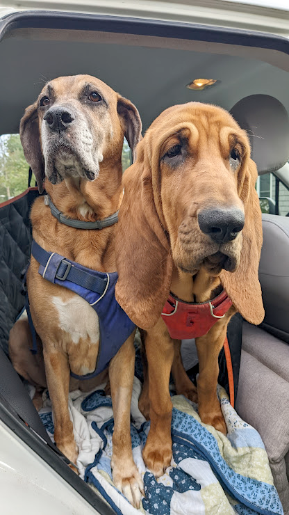 Two dogs in a car