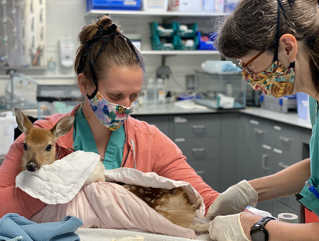 Two employees at the wildlife hospital examine a fawn