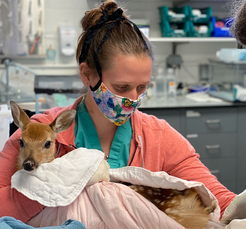 A wildlife veterinarian examines a fawn