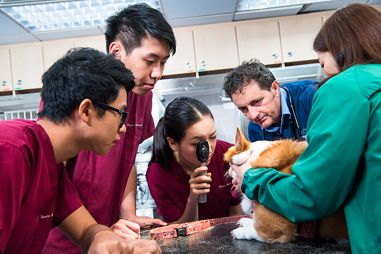City University veterinary program students examine a dog